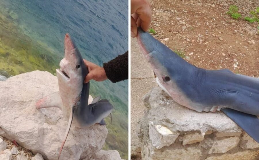 Neobičan ulov u Neumu: Uhvaćen Modrulj, rijetka vrsta morskog psa