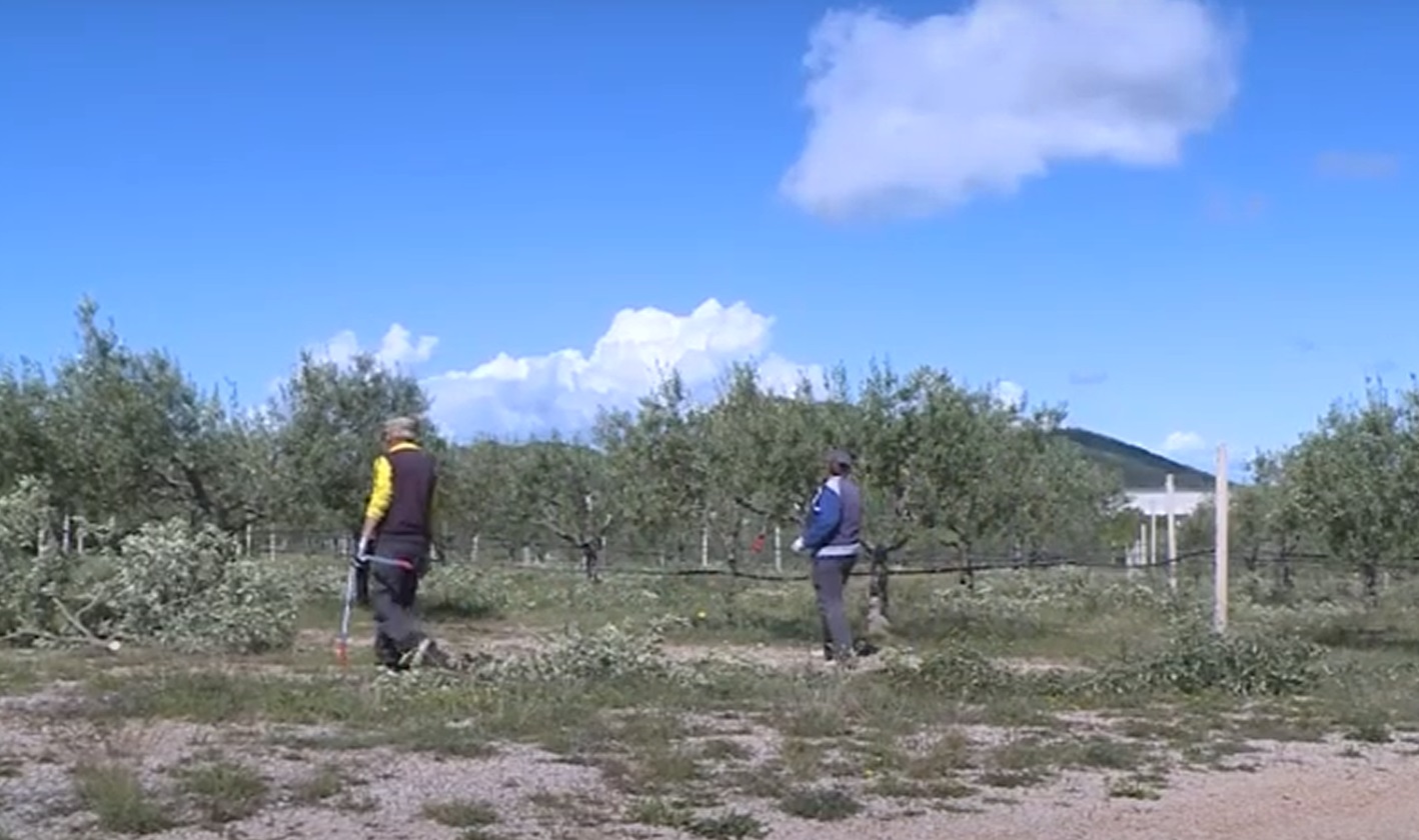Najveći maslinjak na Balkanu smješten u Ljubuškom