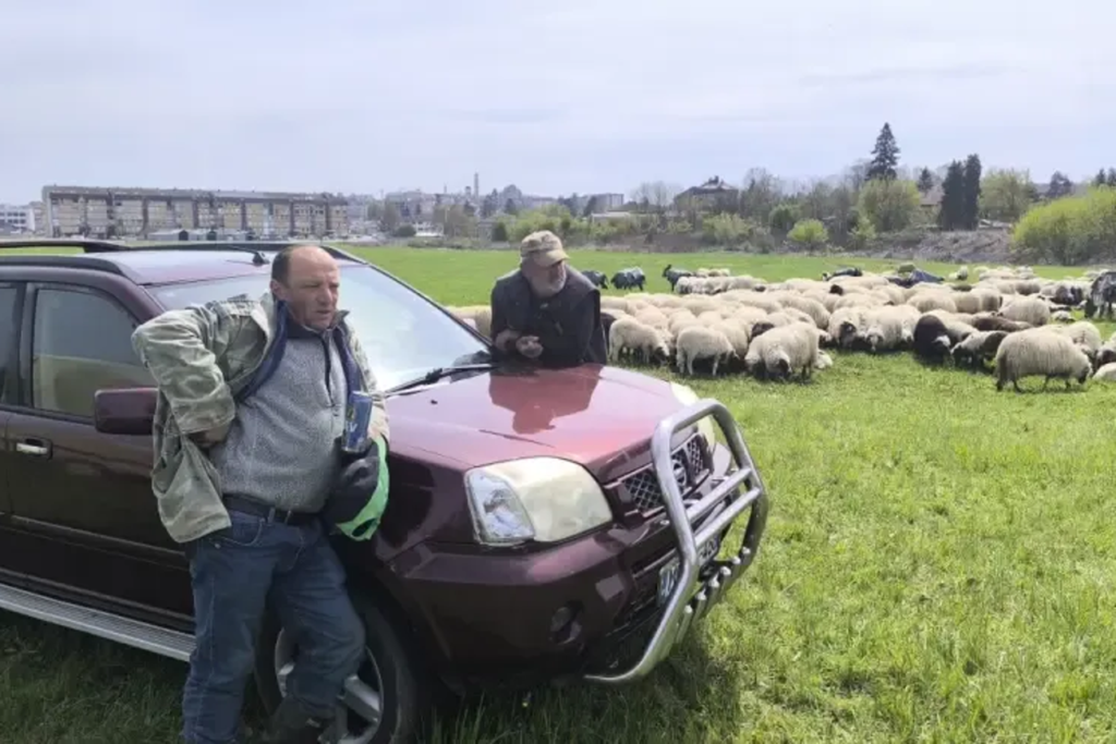Priča bh. pastira s 800 ovaca: Kući nije bio već šest mjeseci, preživio tešku zimu…