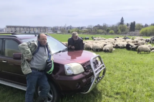 Priča bh. pastira s 800 ovaca: Kući nije bio već šest mjeseci, preživio tešku zimu…