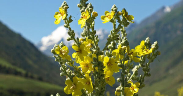 Priča o “lijeku iz prirode” kruži internetom: Može li med zaista izliječiti teške bolesti?