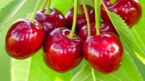 Trešnje u Brčkom rodile kao nikad, ali radnika nema ni za 100 KM dnevno
