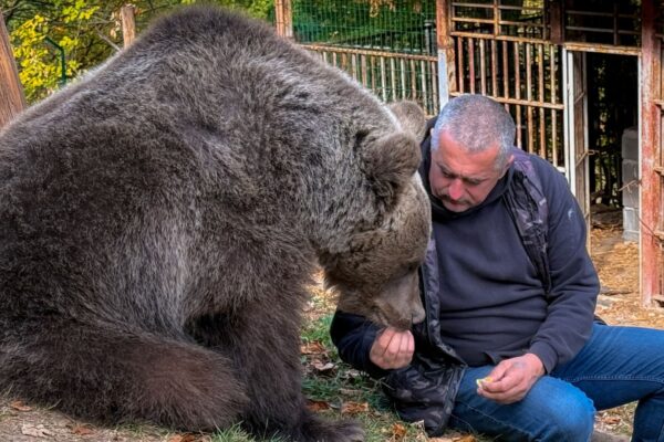 Maša ima 150 kilograma, ali i dalje želi u krilo čovjeka koji ju je spasio kao mladunče