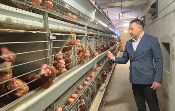 Krajišnik ima 5.500 kokoši i dnevno proizvede 4.500 jaja: Sve proda na kućnom pragu!